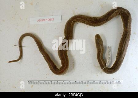 Thamnophis elegans vagrans. August 20141 Stockfoto