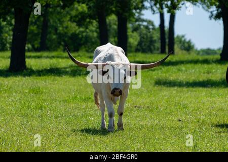 Ein weißer Longhorn-Stier mit schwarzer Nase und Ohren und langen gebogenen braunen Hörnern mit schwarzen Spitzen, die durch das grüne Gras einer Ranch Weide Towa wandern Stockfoto