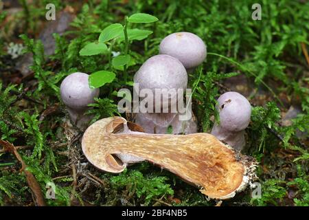 Cortinarius traganus, bekannt als die freche Webcap, wilde Pilze aus Finnland Stockfoto