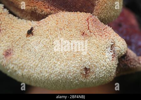 Fistulina hepatica, bekannt als Beefsteak Pilz, Beefsteak Polypore, Ochsenzunge und Zungenpilz, wächst auf Eiche in Finnland Stockfoto