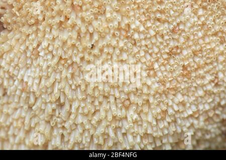 Fistulina hepatica, bekannt als Beefsteak Pilz, Beefsteak Polypore, Ochsenzunge und Zungenpilz, wächst auf Eiche in Finnland Stockfoto