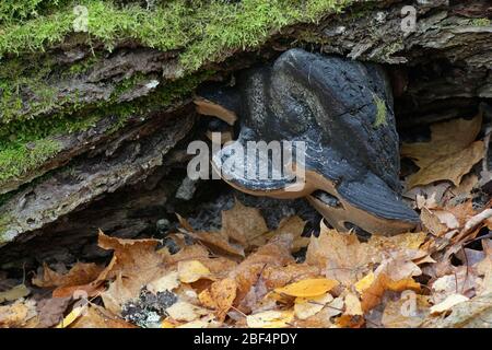 Birke Borste Halterung Pilz, Phellinus lundellii Stockfoto