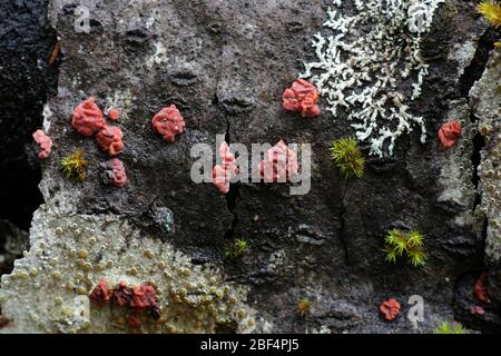 Red Tree Gehirn Pilz, Peniophora Rufa Stockfoto