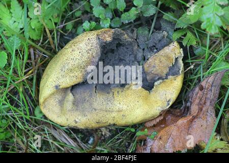 Skleroderma citrinum, bekannt als der gemeinsame Erdball, Schweinsleder Gift Puffball oder gemeinsame Erdball, wilder Pilz aus Finnland Stockfoto