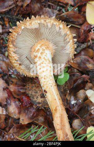 Pholiota squarrosa, bekannt als shaggy scalycap, Shaggy oder schuppigen Pholiota Pholiota, wilde Pilze aus Finnland Stockfoto