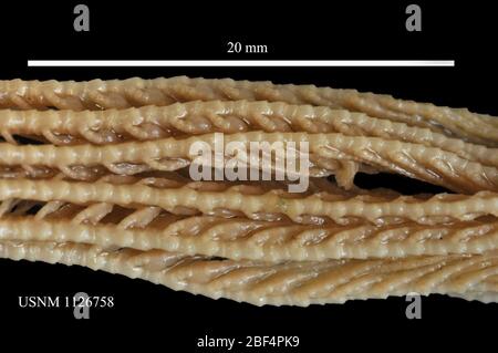Isometra graminea. November 201624 Stockfoto