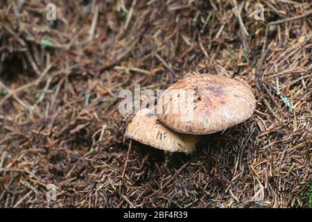 Agaricus silvaticus (Agaricus sylvaticus), bekannt als schuppiger Holzpilz, erröter Holzpilz oder Pinienhaspilz, wild essbarer Pilz aus Fin Stockfoto