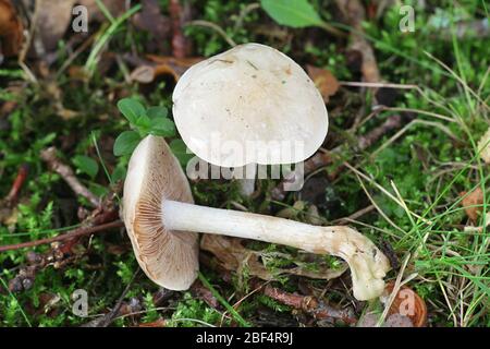 Hebeloma crustuliniforme, bekannt als Giftkuchen oder Giftpilze, giftige Pilze aus Finnland Stockfoto