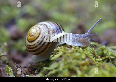 Cepaea hortensis, bekannt als Weißlippschnecke oder Garten gebänderte Schnecke Stockfoto