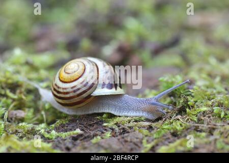 Cepaea hortensis, bekannt als Weißlippschnecke oder Garten gebänderte Schnecke Stockfoto