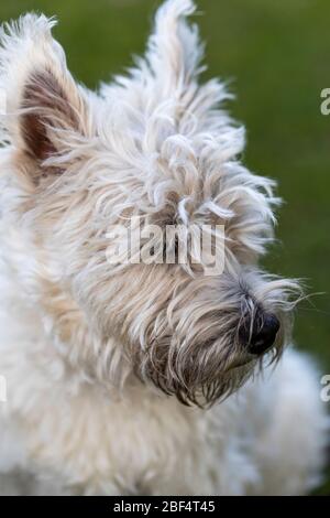 West Highland White Terrier - Ernie - im Profil. Stockfoto