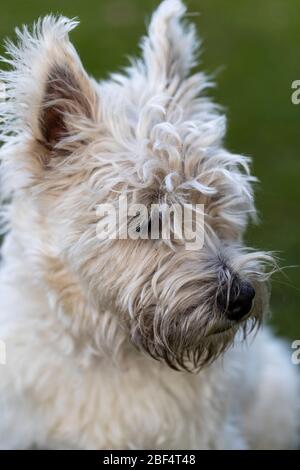 West Highland White Terrier - Ernie - im Profil. Stockfoto