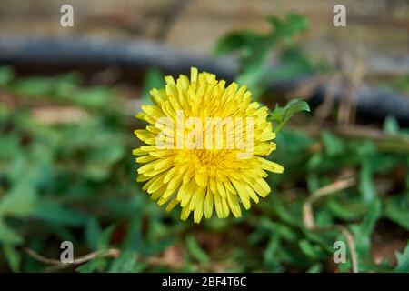 Close-up Macro of Yellow flower of Spiny Sow Thistle (Sonchus asper) plant growing in Texas Stockfoto