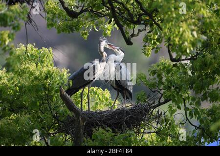 Peking, Chinas Provinz Fujian. April 2020. Zwei Reiher sind im Wald des Dorfes Lianao, südöstlich der Provinz Fujian, am 15. April 2020 zu sehen. Kredit: Jiang Kehong/Xinhua/Alamy Live News Stockfoto