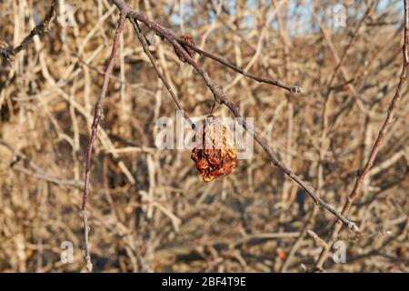 Trockene Apfel, Quitte faule Frucht auf dem Baum in Obstgarten in Nord-texas Stockfoto