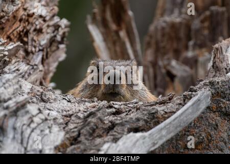 Murmeltier, der aus einem alten Baumstumpf im Yellowstone National Park späht. Stockfoto