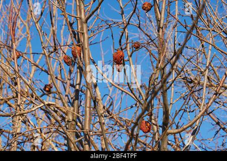 Trockene Apfel, Quitte faule Frucht auf dem Baum in Obstgarten in Nord-texas Stockfoto