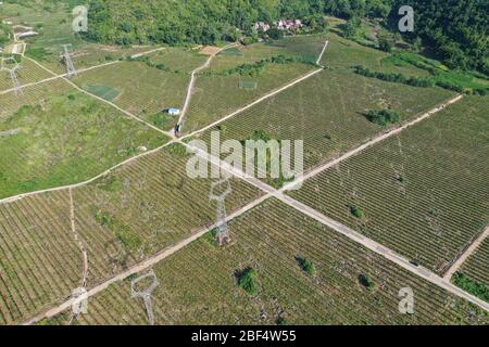 (200417) -- NANNING, 17. April 2020 (Xinhua) -- Luftfoto vom 28. August 2019 zeigt Feldwege, die durch eine Drachenfruchtschaufelei in der Gemeinde Silin des Landkreises Tiandong, Südchina, Guangxi Zhuang Autonome Region schlängeln. Obwohl die Provinz Guangdong an der Grenze zum reichen Land liegt und eine 1,500 Kilometer lange Küste hat, ist die autonome Region Guangxi Zhuang eine bergige Region, die seit langem von Armut geplagt ist. Die Verkehrsschwierigkeiten blieben ein Haupthindernis für die ländliche Entwicklung, vor allem in den von Bergen umschlossenen ländlichen Gebieten in Guangxi. Unzureichende Zufahrt auf der Straße war üblich, und die meisten der Stockfoto