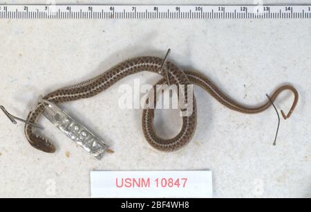 Thamnophis elegans lineolata. August 20141 Stockfoto