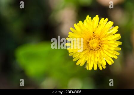 Sonchus oleraceus, gewöhnliche Sau Distelblüte auf einer Wiese im Frühling auf dem Land in Deutschland, Westeuropa Stockfoto