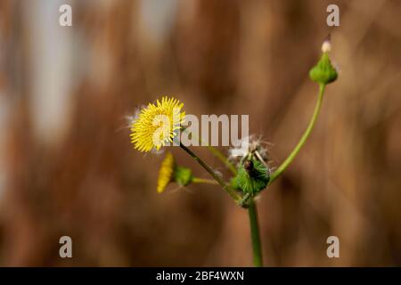Close-up Macro of Yellow flower and buds of Spiny Sow Thistle (Sonchus asper) plant growing in Texas Stockfoto