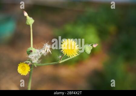 Close-up Macro of Yellow flower and buds of Spiny Sow Thistle (Sonchus asper) plant growing in Texas Stockfoto