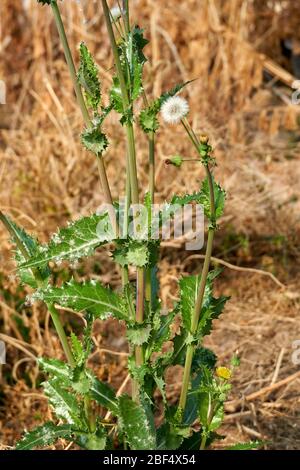 Spiny Sow Thistle (Sonchus asper) plant growing in Texas Stockfoto