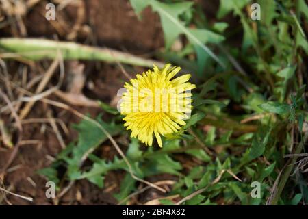 Close-up Macro of Yellow flower of Spiny Sow Thistle (Sonchus asper) plant growing in Texas Stockfoto