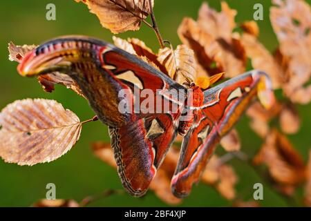 Atlas Moth - Attacus Atlas, schöne große Motte aus asiatischen Wäldern und Waldgebieten, Borneo, Indonesien. Stockfoto