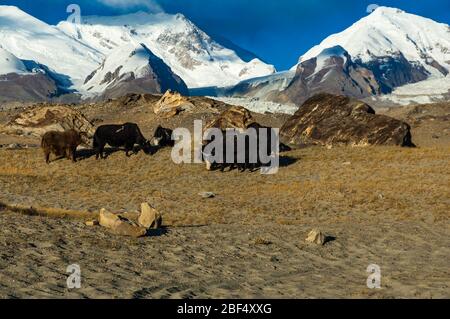 Yaks Beweidung mit Schnee bedeckt Berge im Hinterland in der Nähe von See Karakul, Provinz Xinjiang, China Stockfoto