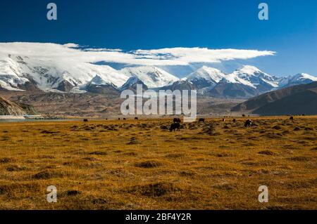 Rinder Yak Hybriden grasen mit See Karakul und Berge dahinter. Provinz Xinjiang, China. Stockfoto