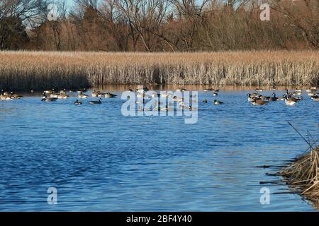 Kanadische Gänse schwimmen in einem Teich mit Cattails als Hintergrund. Winter in Texas Stockfoto