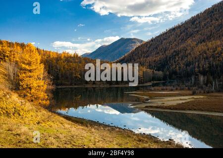 Bewaldete Hügel im Gebiet des Kanas-Sees, Provinz Xinjiang, China. Stockfoto