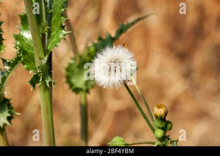 Spiny Sow Thistle white puff bloom (Sonchus asper) plant growing in Texas Stockfoto