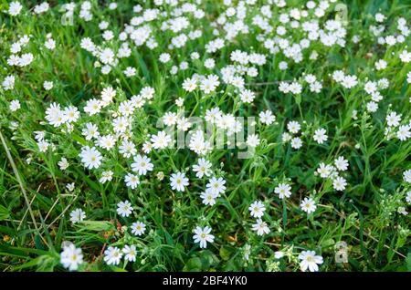 Stellaria holostea, Addersfleisch, Stechwort, bekannt als Sternkraut, stichwort oder Kichererbsen Blume auf einer Wiese im Frühling auf dem Land Stockfoto