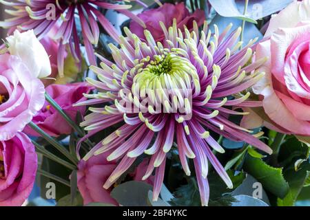 Grußkarte oder Hochzeitsdekoration aus der Nähe mit Astern und Rosenblumen. Stockfoto