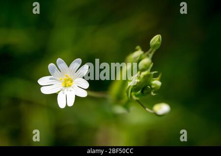 Stellaria holostea, Addersfleisch, Stechwort, bekannt als Sternkraut, stichwort oder Kichererbsen Blume auf einer Wiese im Frühling auf dem Land Stockfoto