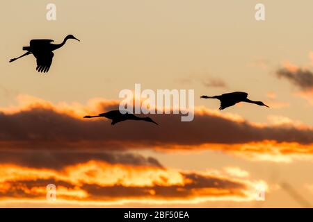 Sandhill Kraniche Silhouetten gegen den Sonnenuntergang in Bosque del Apache National Wildlife Refuge Stockfoto