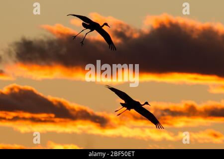 Sandhill Kraniche Silhouetten gegen den Sonnenuntergang in Bosque del Apache National Wildlife Refuge Stockfoto