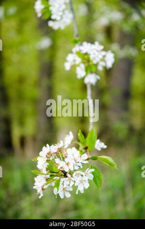 Prunus tomentosa, im Frühling auf dem Land in Deutschland, Westeuropa, als Nanking Cherry bekannt Stockfoto