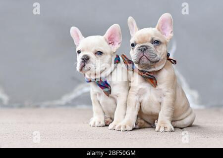 Zwei 7 Wochen alte lila-fawn gefärbte französische Bulldogge Hund Welpen tragen Fliege sitzen zusammen vor der grauen Wand Stockfoto