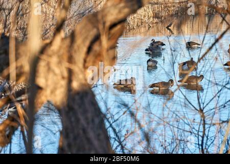 Kanadische Gänse schwimmen in einem Teich mit Cattails als Hintergrund. Winter in Texas Stockfoto