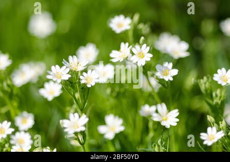 Stellaria holostea, Addersfleisch, Stechwort, bekannt als Sternkraut, stichwort oder Kichererbsen Blume auf einer Wiese im Frühling auf dem Land Stockfoto