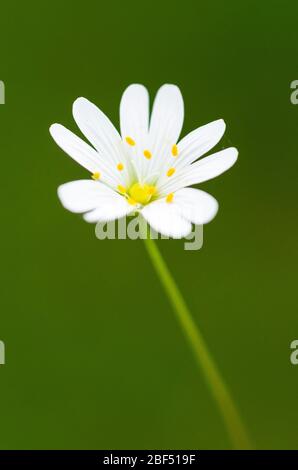 Stellaria holostea, Addersfleisch, Stechwort, bekannt als Sternkraut, stichwort oder Kichererbsen Blume auf einer Wiese im Frühling auf dem Land Stockfoto