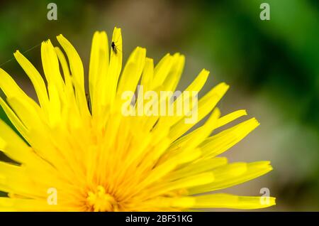 Sonchus oleraceus, gewöhnliche Sau Distelblüte auf einer Wiese im Frühling auf dem Land in Deutschland, Westeuropa Stockfoto