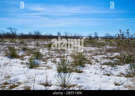 Verschneite Wüstenlandschaft mit Yucca-Pflanzen in Texas Stockfoto