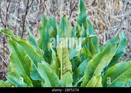 Junge gewellte Dock (Rumex crispus) Pflanze wächst in Texas Stockfoto