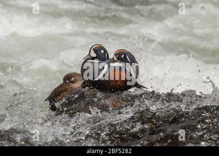 Harlequin Ducks auf dem Yellowstone River im Yellowstone National Park. Stockfoto