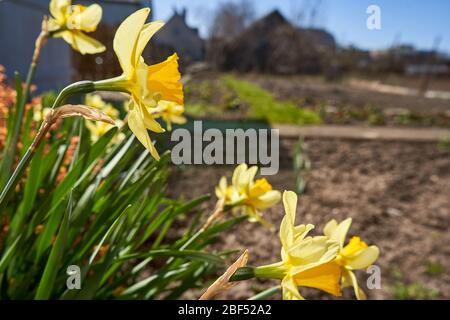 Gelbe Frühlingsblüten an einem sonnigen Tag Stockfoto