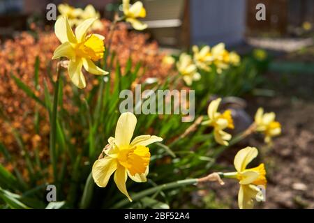 Gelbe Narzissen im Garten im Frühling Stockfoto
